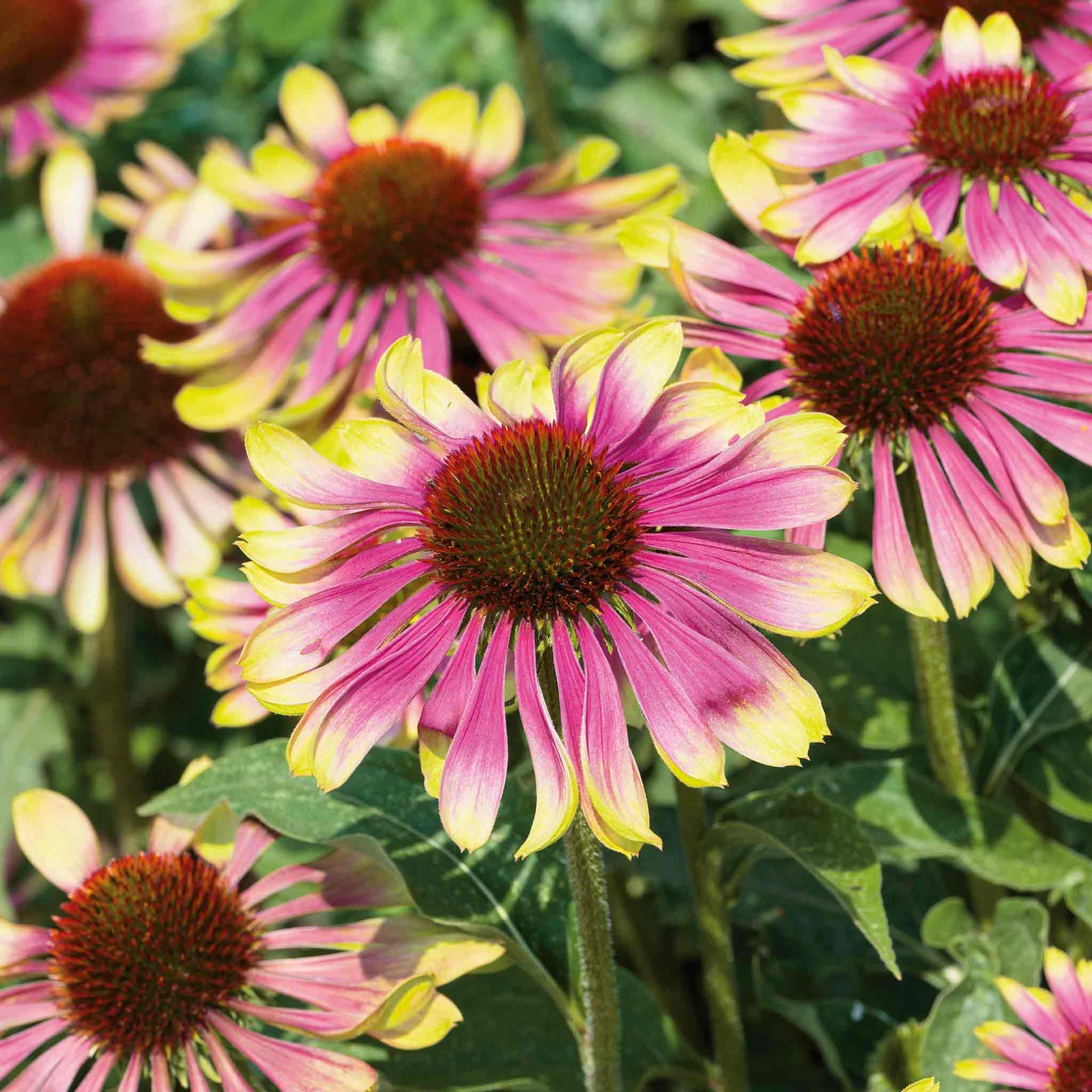 Echinacea 'green Twister' - Two-tone Pollinator-friendly Perennial | 3 x 9cm