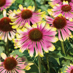 Echinacea 'green Twister' - Two-tone Pollinator-friendly Perennial | 1 x 9cm