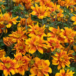 Bidens 'bee Happy Double Orange' Perennial For Containers And Borders | 12 x Plug Plants | Orange