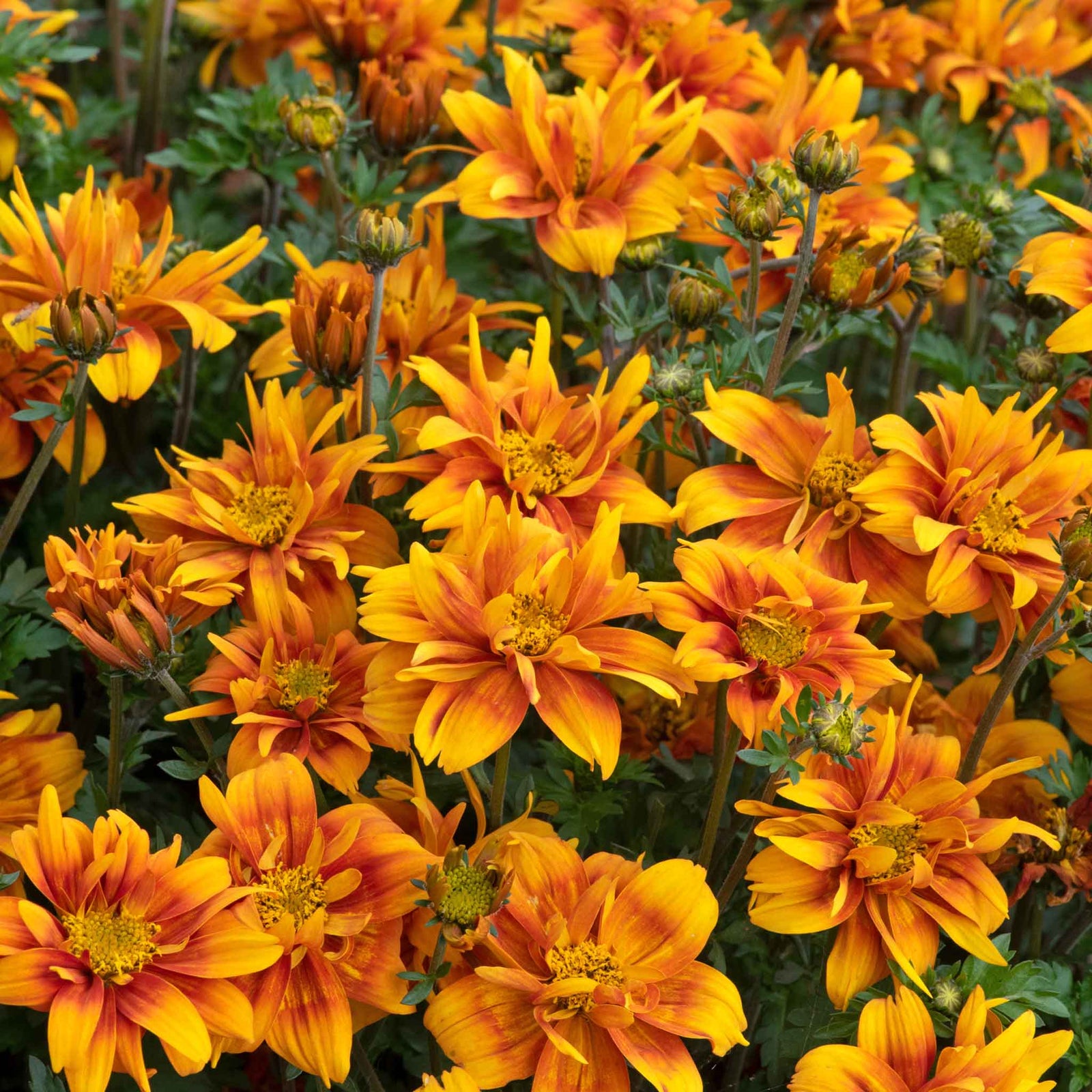 Bidens 'bee Happy Double Orange' Perennial For Containers And Borders | 12 x Plug Plants | Orange