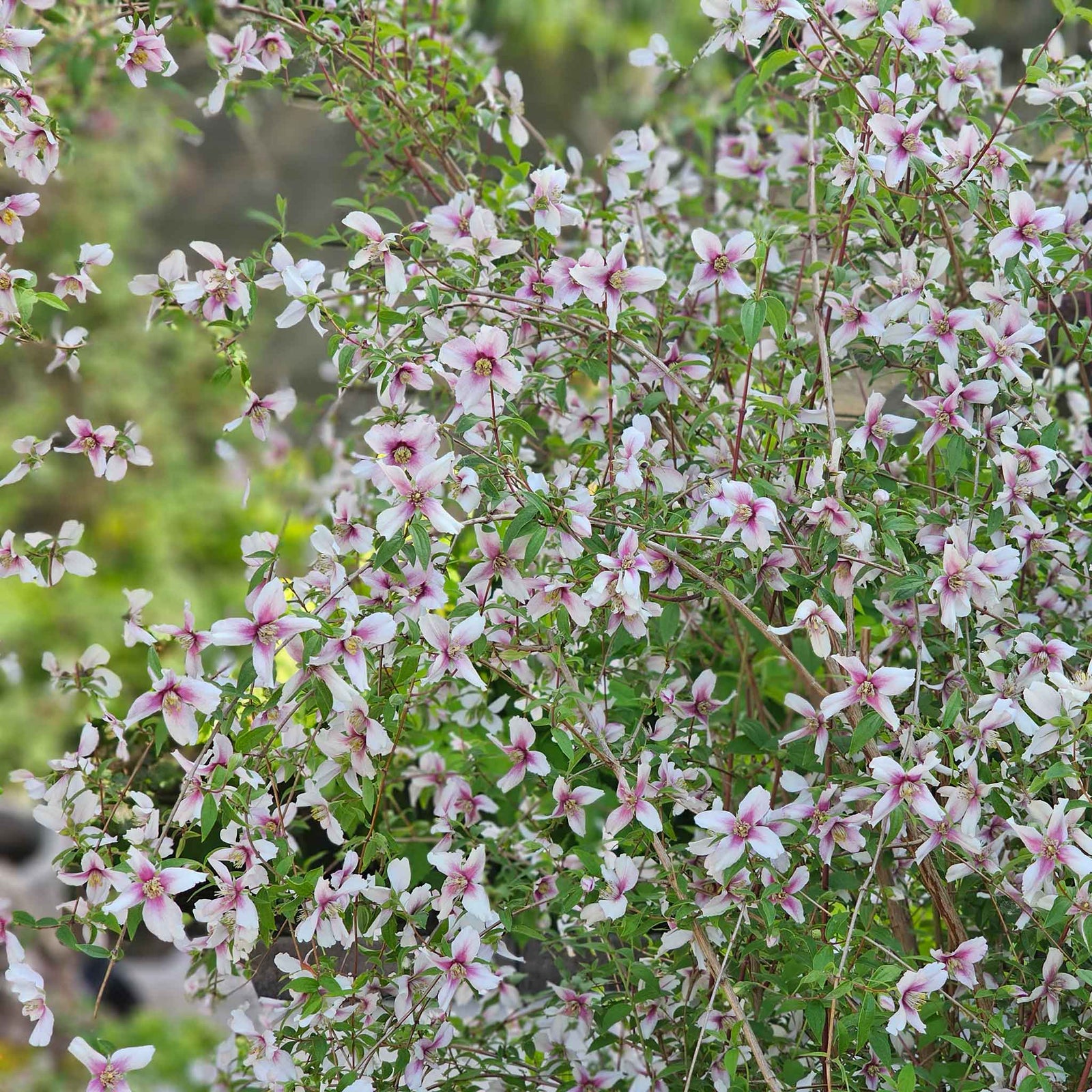 Philadelphus 'petite Perfume Pink' | 1 x 3L | Pink