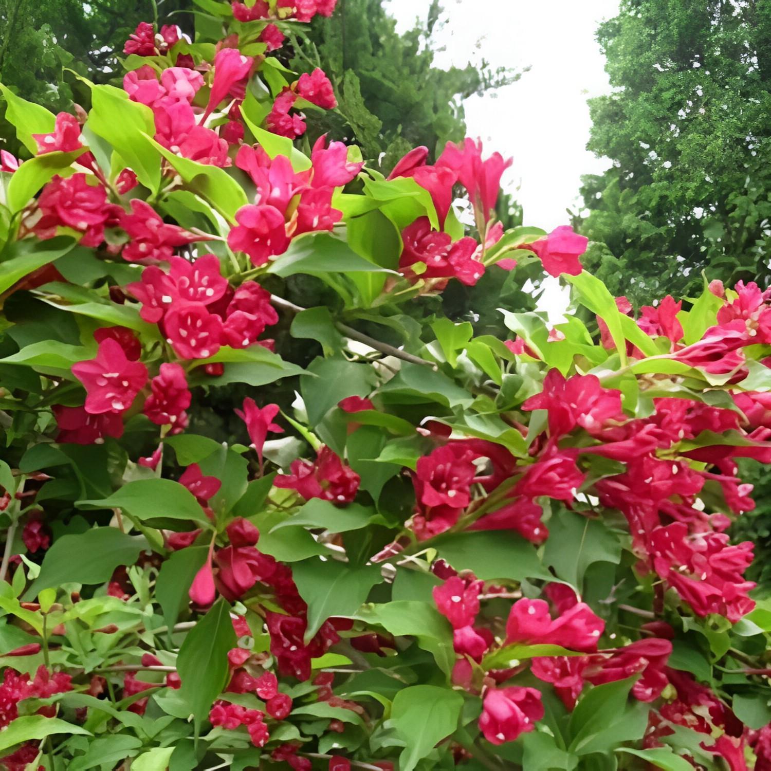 Direct Plants Weigela Bristol Ruby Colourful Garden Shrub