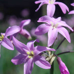 Tulbaghia Hybrida Kilimanjaro - Society Garlic Set Of 3 In 9cm Pots
