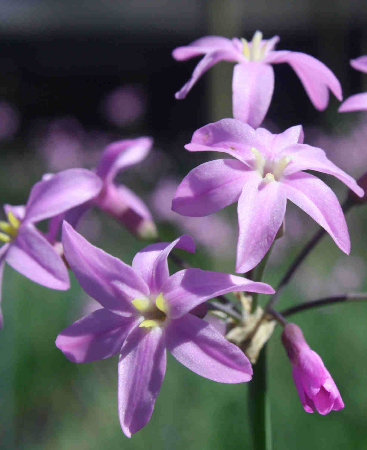 Tulbaghia Hybrida Kilimanjaro - Society Garlic Set Of 3 In 9cm Pots
