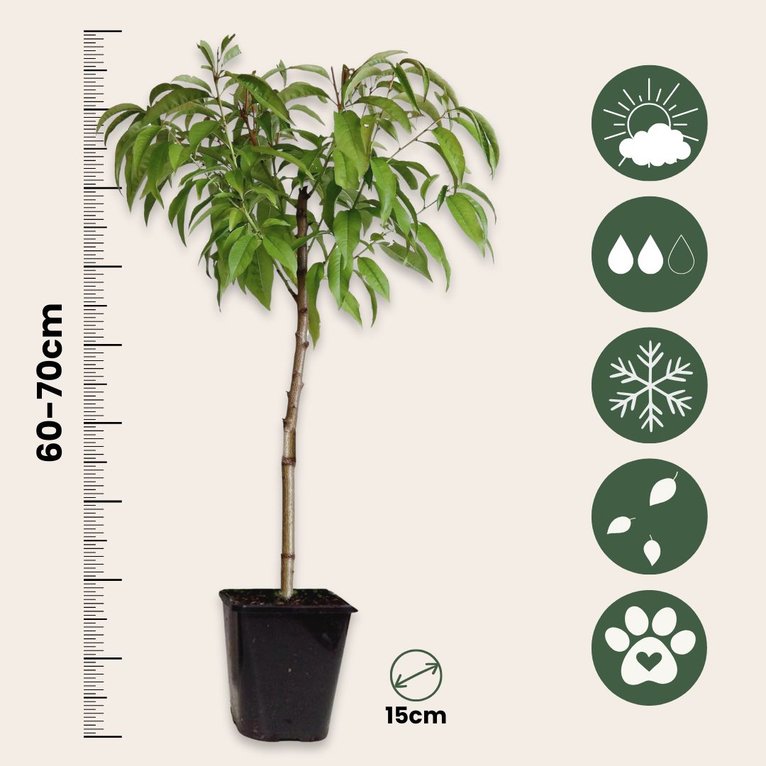 Peach Tree - Prunus Persica 'Saturne' - Height 60-70cm - ⌀15cm | Set of 1 | Pink