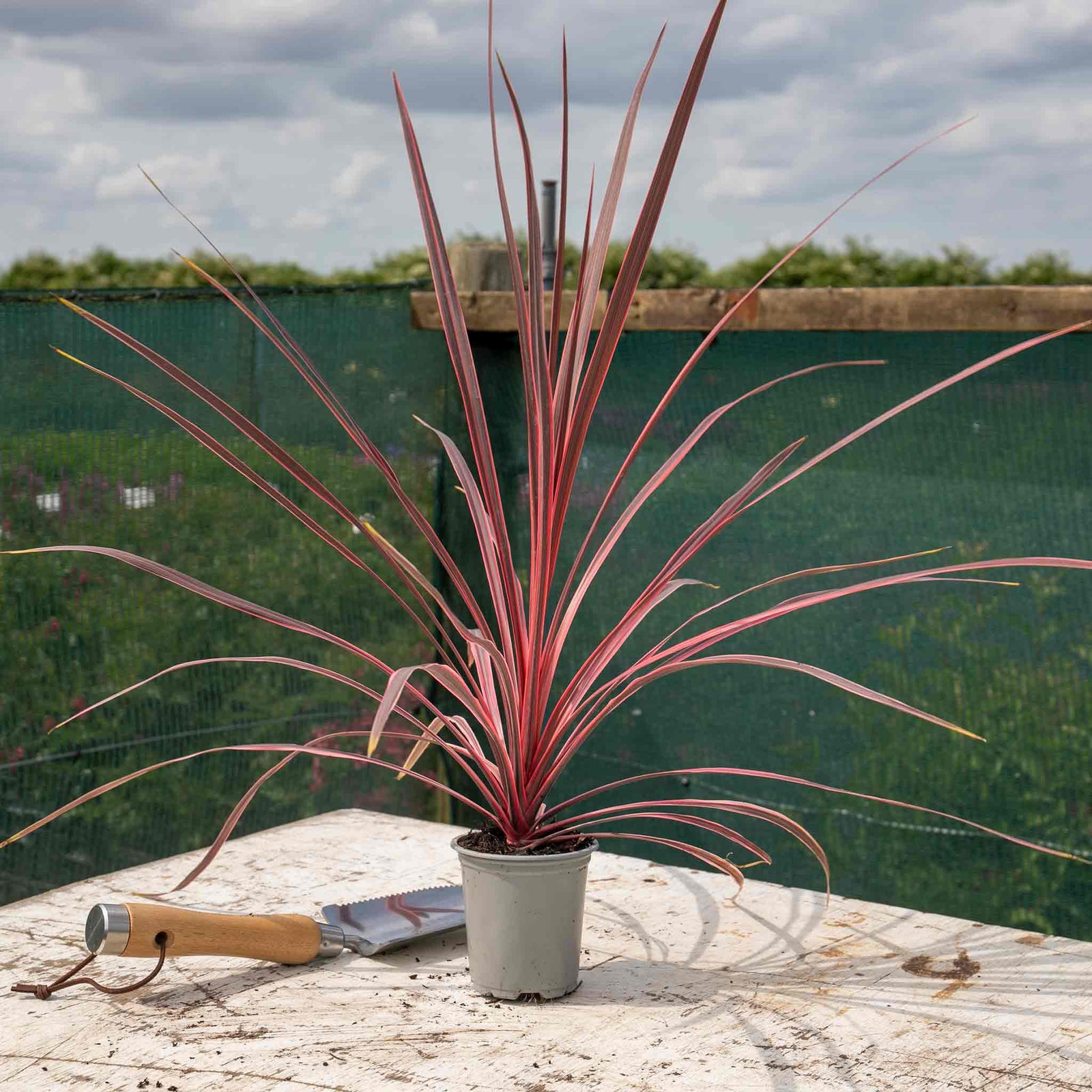 Cordyline 'charlie Boy' - Pink And Burgundy Foliage, Hardy Evergreen 9cm | 1 x 9cm | Pink