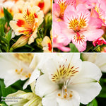 Alstroemeria Inticancha 'sun Collection' Plants | Set-of-9