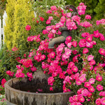 Flower Carpet Pink Supreme Groundcover Rose | 1 x Bare Root | Pink