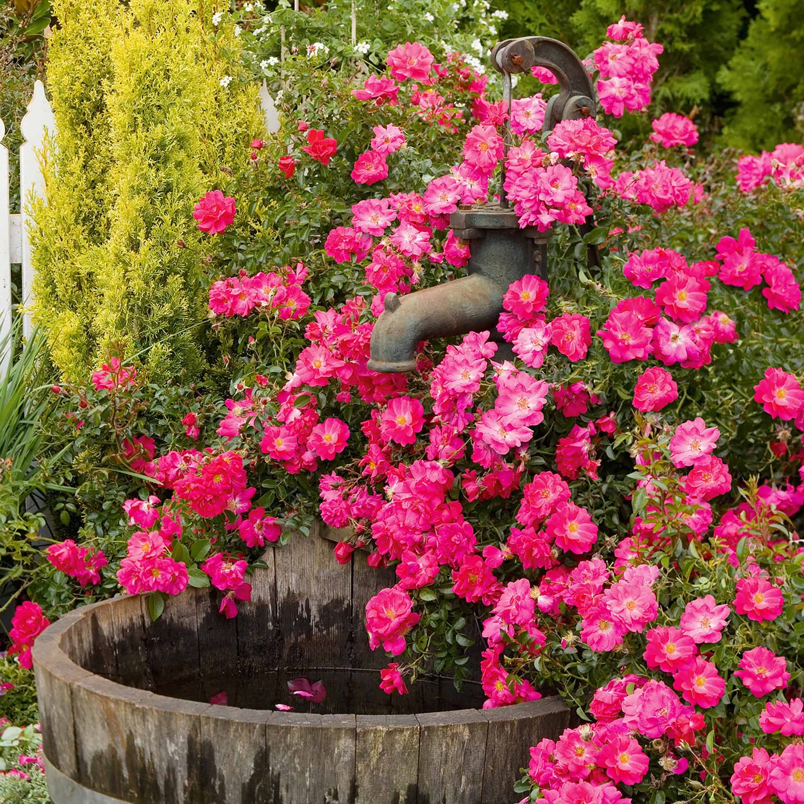 Flower Carpet Pink Supreme Groundcover Rose | 1 x Bare Root | Pink