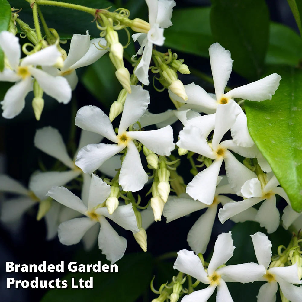 Trachelospermum Jasminoides 9cm Pot | 2 x 9cm