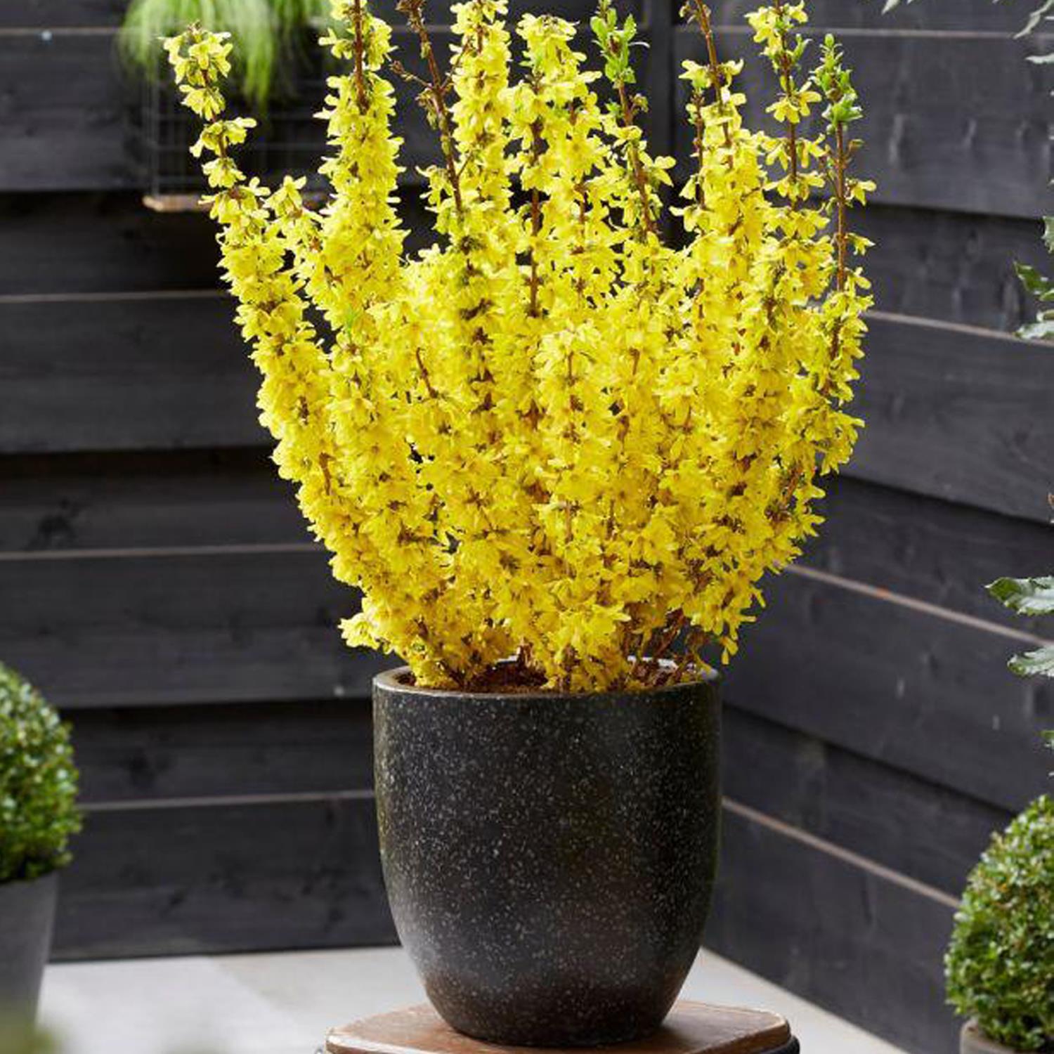Forsythia Intermedia 'minigold' Supplied At 60cm Tall In A 2/3 Litre Pot