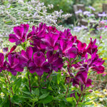 Alstroemeria 'inticancha Paraiso' Deep Purple Compact Perennial 75cm | 3 x Jumbo Plugs | Purple