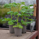 Raspberry 'summer Lovers Patio Gold' Compact Patio Raspberry With Yellow Fruit | 1 x 9cm