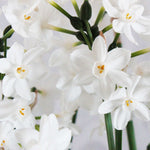 Perfect Pot Of Paperwhites In A Bronze Pot - Christmas Gift | Set-of-1