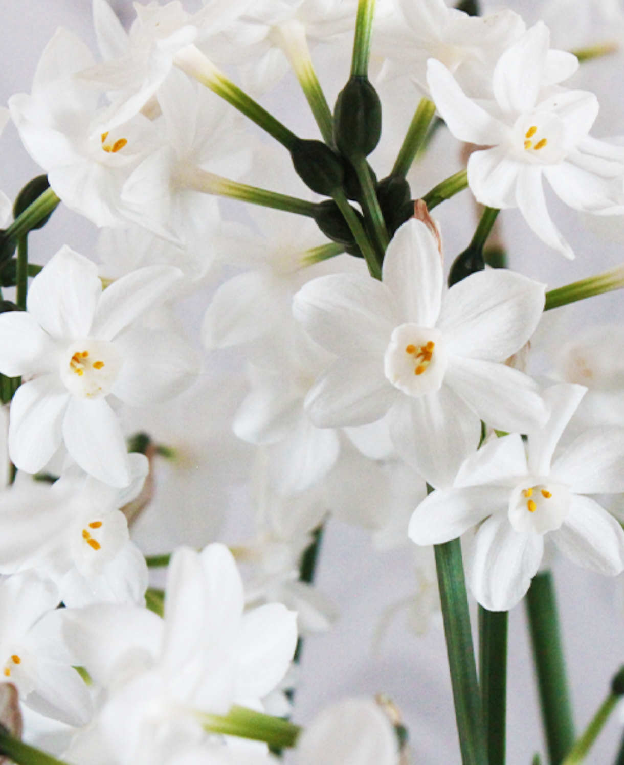 Perfect Pot Of Paperwhites In A Bronze Pot - Christmas Gift | Set-of-1