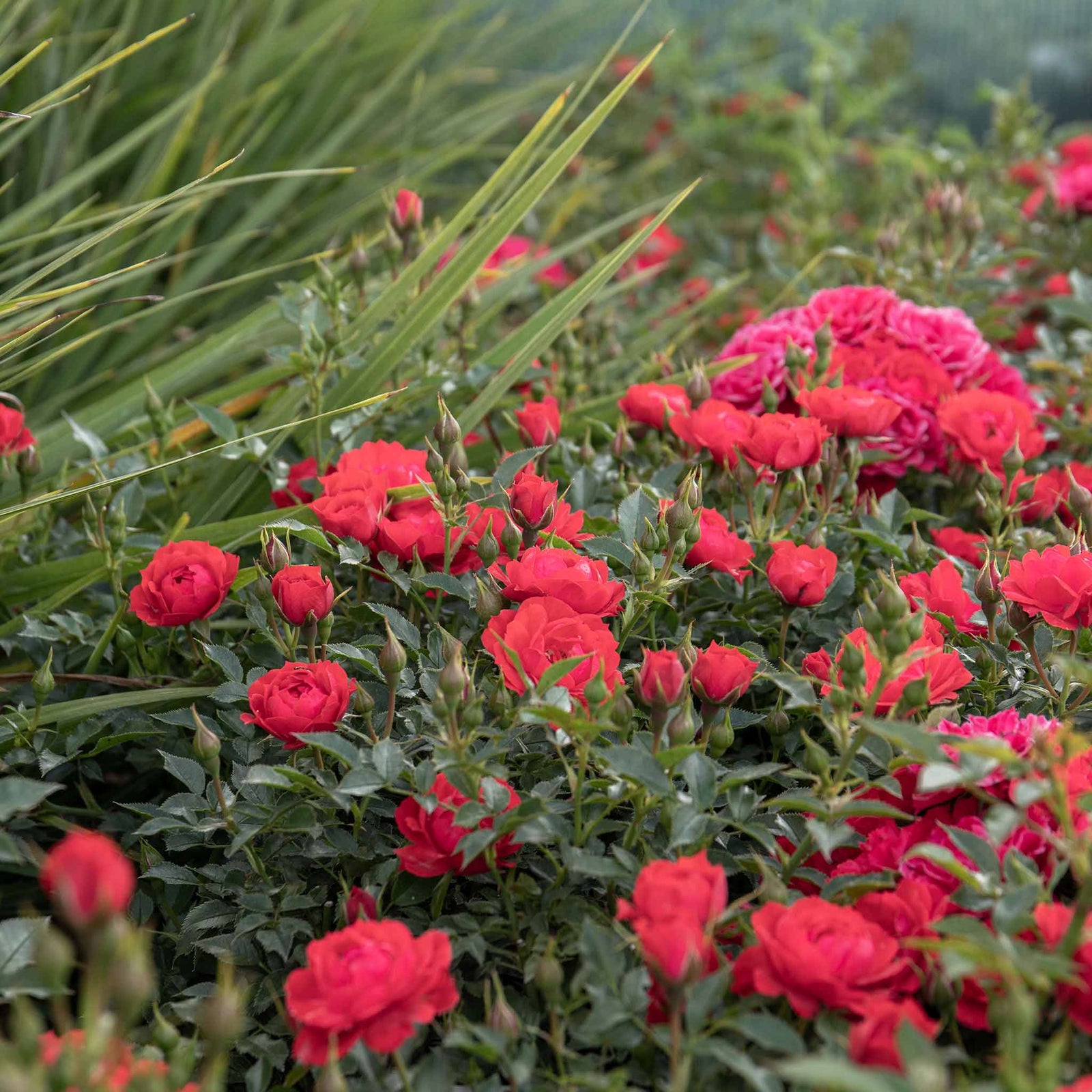 Raspberry Royale Patio Rose 40cm | 1 x Bare Root | Red