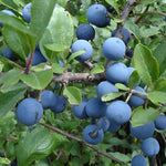 Prunus Spinosa Blackthorn Sloe Berry Hedging Plants, Pack Of 10 3ft Tall Supplied In 2 Litre Pots