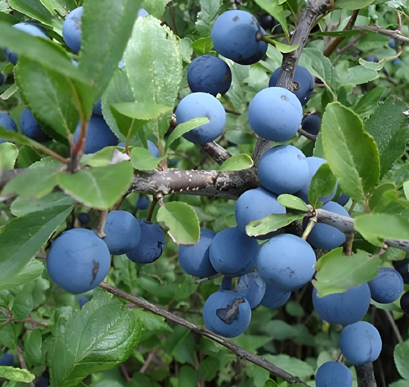 Prunus Spinosa Blackthorn Sloe Berry Hedging Plants, Pack Of 10 3ft Tall Supplied In 2 Litre Pots