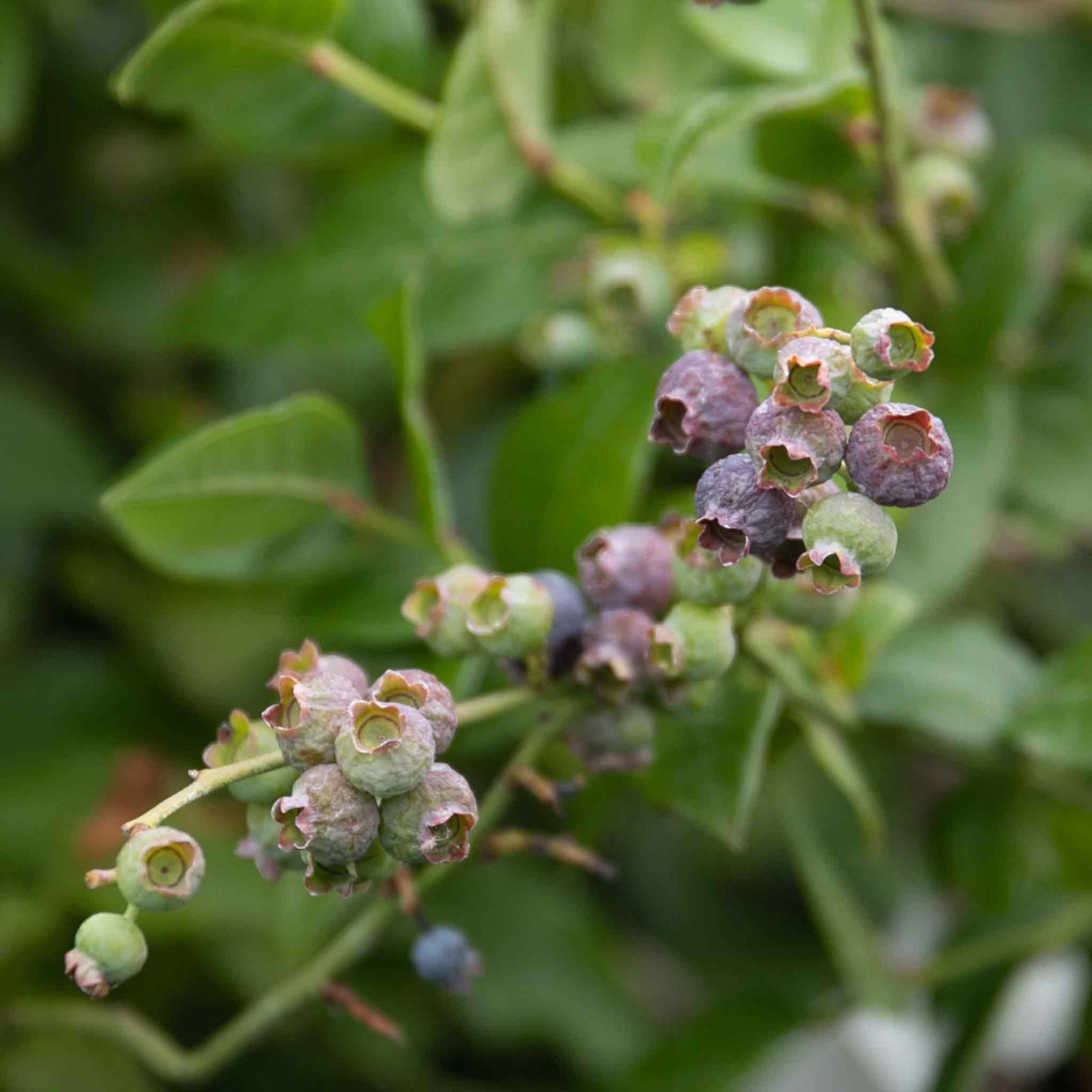 Blueberry Plant 'northcountry' | 2L