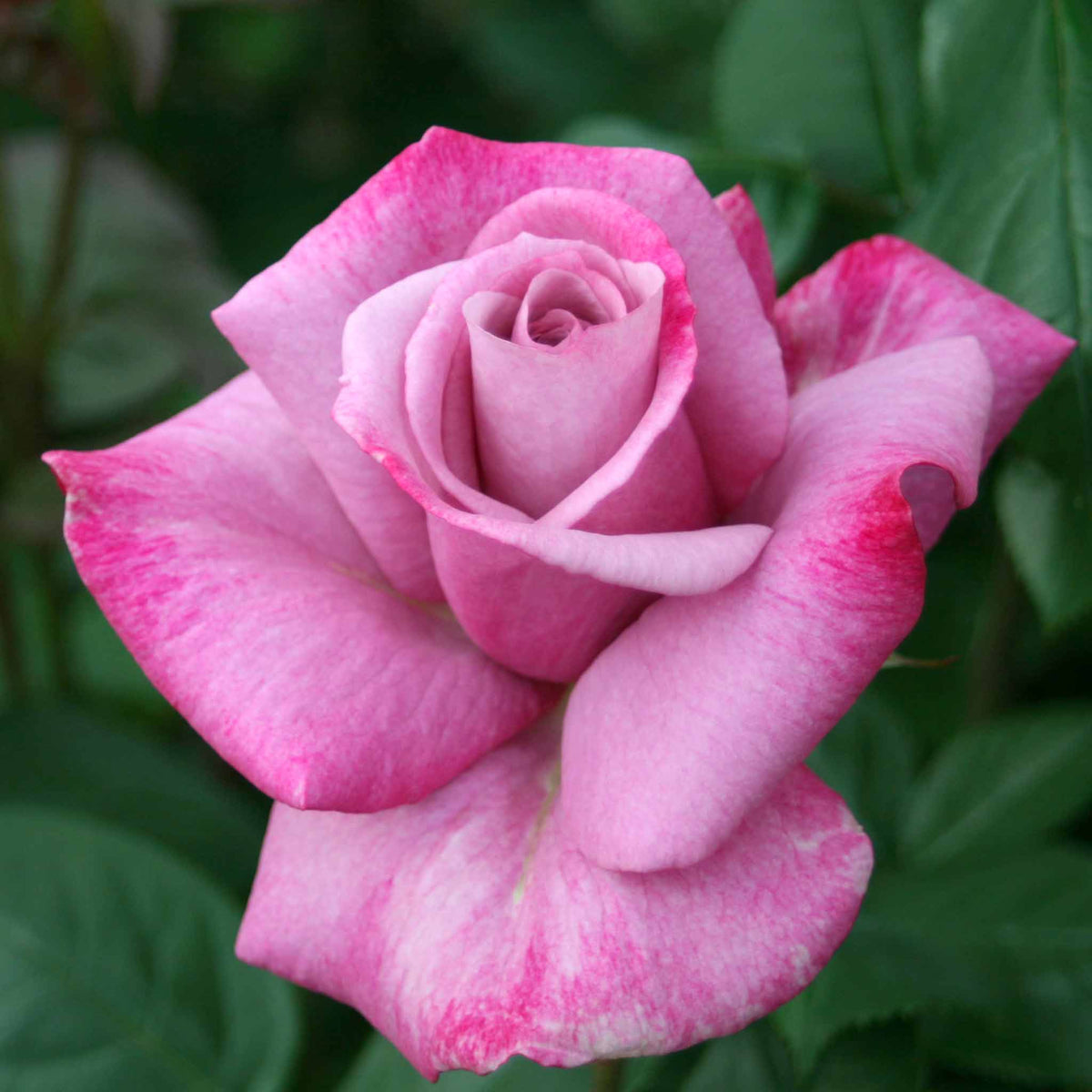 Rose 'moody Blue' Hybrid Tea — Fragrant Lilac Blooms Bare Root | Set of 1 | Lilac
