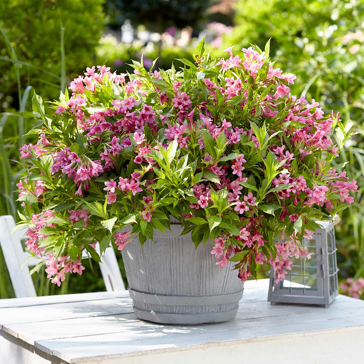 Weigela 'picobella Rosa' - Compact Pink-flowering Shrub | 1 x 9cm | Pink