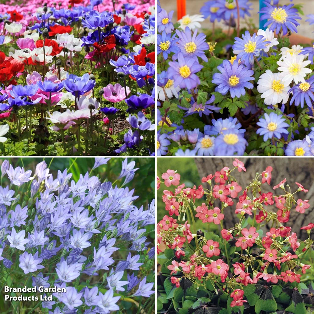 Summer Saver Bulb Mix Bulbs | 220 x Bulbs