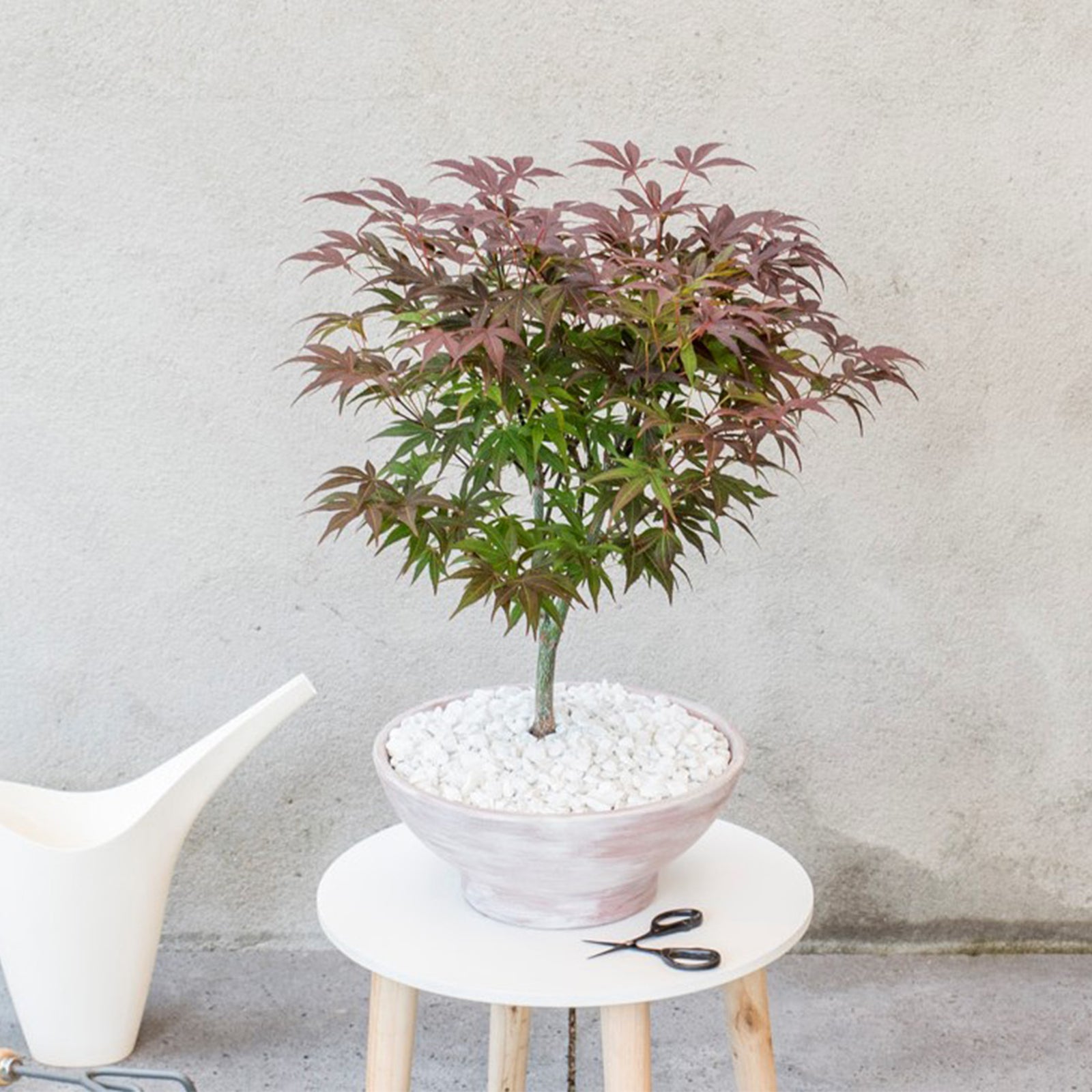 Japanese Maple - Acer Palmatum 'Atropurpureum' - Height 60-70cm - ⌀19cm | Set of 2 | Red