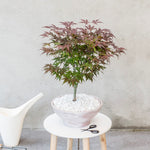 Japanese Maple - Acer Palmatum 'Atropurpureum' - Height 60-70cm - ⌀19cm | Set-of-1 | Red