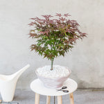Japanese Maple - Acer Palmatum 'Atropurpureum' - Height 60-70cm - ⌀19cm | Set of 1 | Red