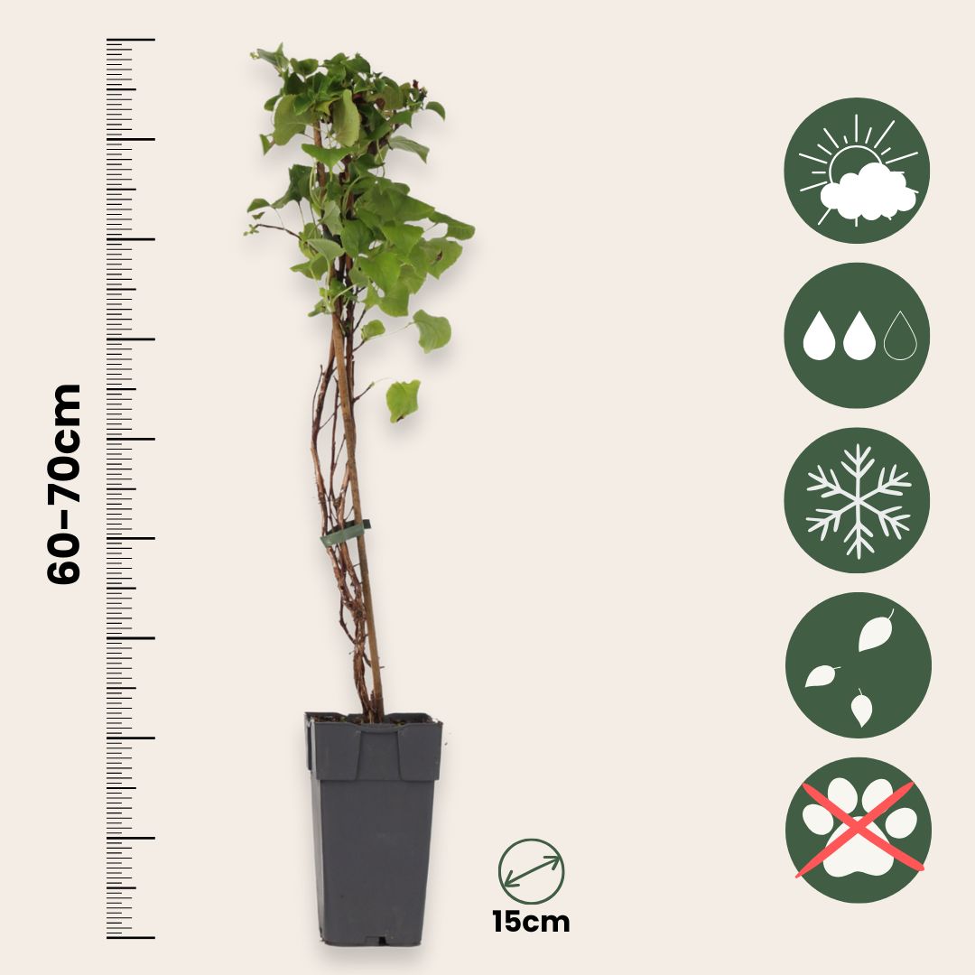 Hortensia - 2 Pcs. - Hydrangea Anomale Petiolaris - Height 60-70cm - ⌀15cm