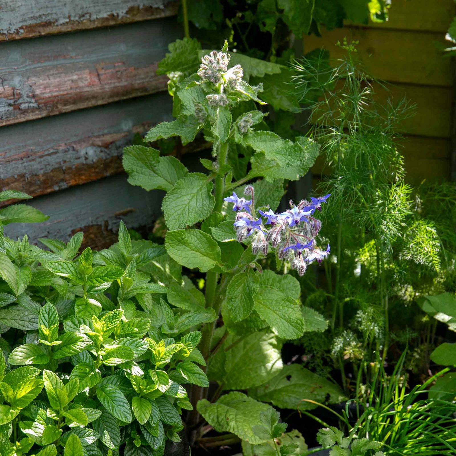 Borage Plant - 9cm Annual Herb, Pollinator-friendly