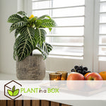 Zebra Plant - Aphelandra Squarrosa 'botanica' - Height 25-45cm - ⌀13cm | Set-of-1 | Green