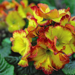 Polyanthus Firecracker Plugs | 24 x Plug Plants