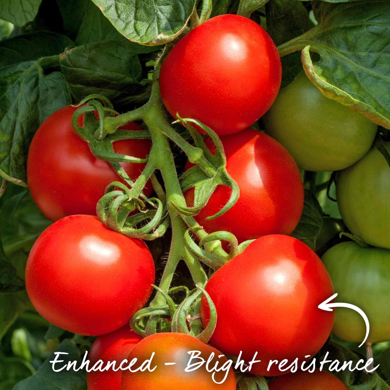 Cocktail Crush Tomato Seeds | Set of 10