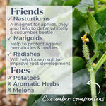 Cucumber Plant 'mini Munch' – Compact, High-yield (rhs Agm) Jumbo Plugs | Set of 6 | Green