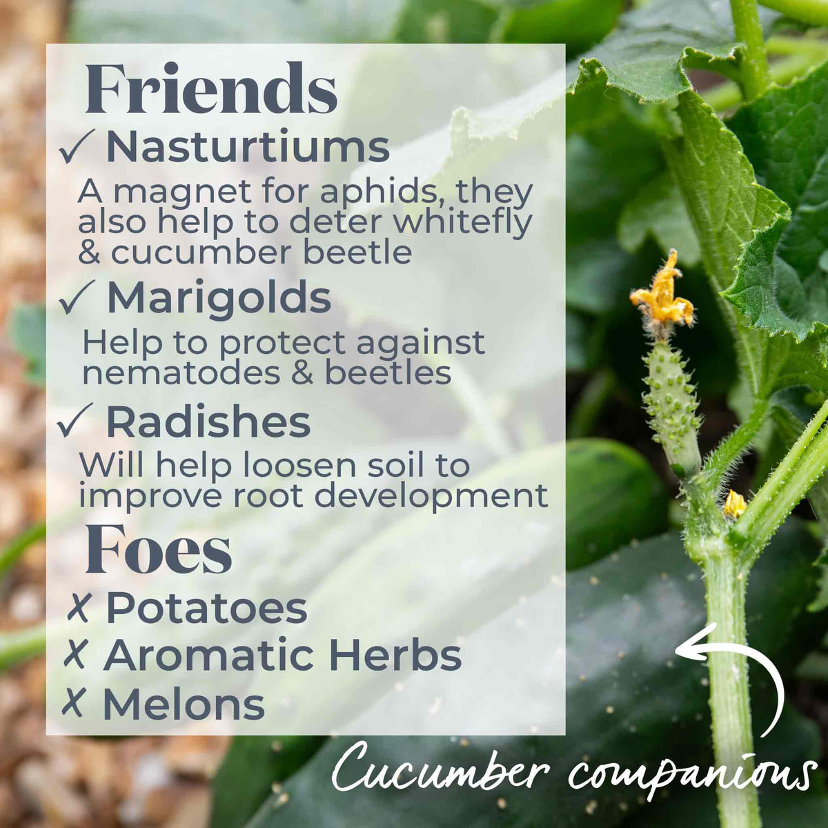 Cucumber Plant 'mini Munch' – Compact, High-yield (rhs Agm) Jumbo Plugs | Set of 6 | Green