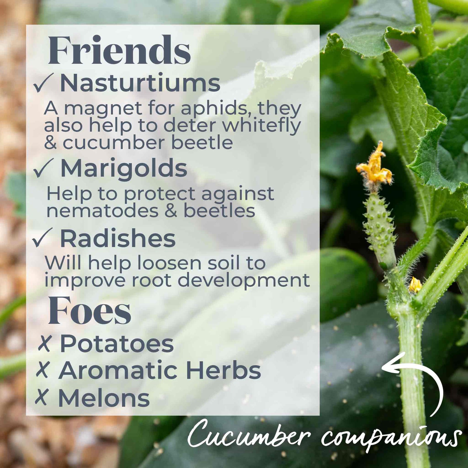 Cucumber Plant 'mini Munch' – Compact, High-yield (rhs Agm) Jumbo Plugs | Set-of-6 | Green