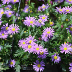 Hayloft Bedazzling Brachyscome Collection - Set Of 9 Young Plants
