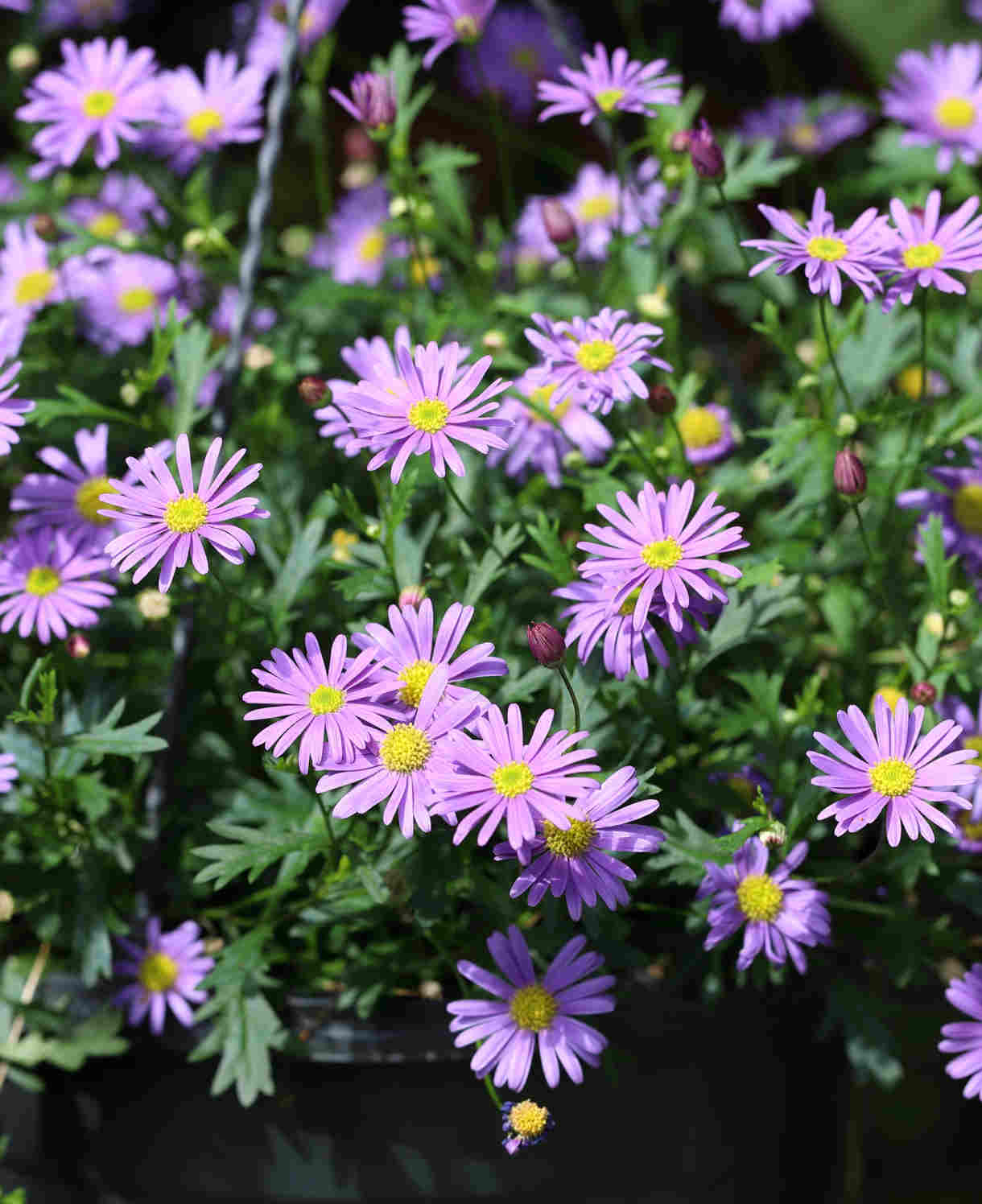 Hayloft Bedazzling Brachyscome Collection - Set Of 9 Young Plants