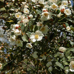 Dramatic Shrub Collection