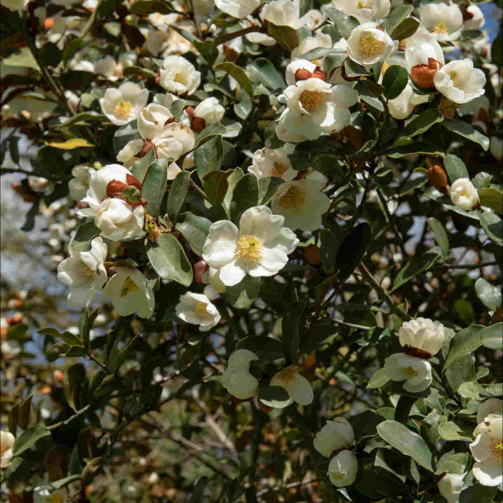 Dramatic Shrub Collection