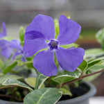 Vinca Minor 'ralph Shugart' Variegated Evergreen Groundcover | Set of 1 | Purple & Green