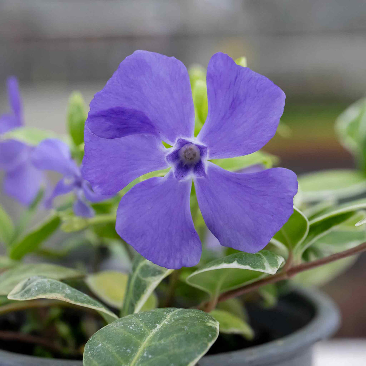 Vinca Minor 'ralph Shugart' Variegated Evergreen Groundcover | Set of 1 | Purple & Green