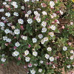 Zaluzianskya 'star Balsam' Night-scented Phlox, Fragrant Compact Perennial Plant | 6 x Jumbo Plugs | Multi