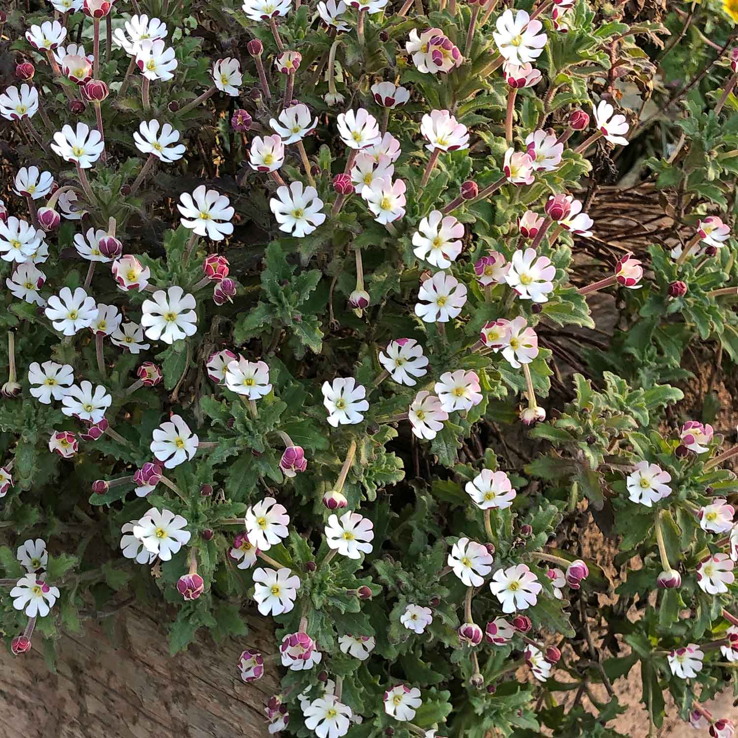 Zaluzianskya 'star Balsam' Night-scented Phlox, Fragrant Compact Perennial Plant | 3 x Jumbo Plugs | Multi