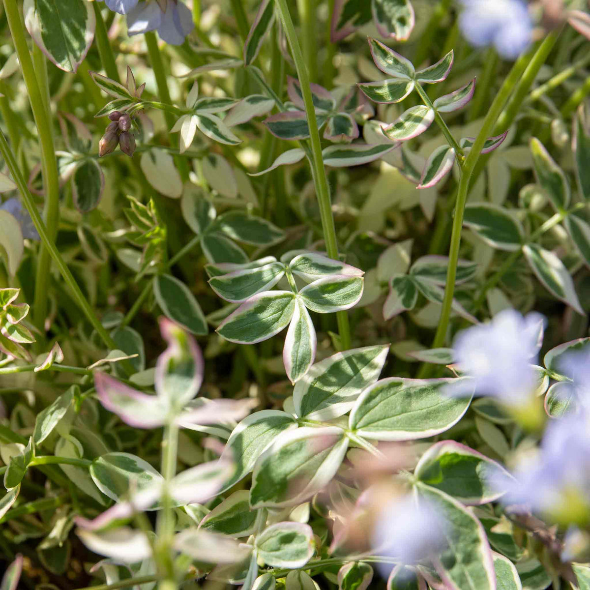 Polemonium 'stairway To Heaven' - Variegated Foliage, Pale Blue Flowers | 1 x 2L