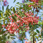 Vilmorin's Rowan Tree (sorbus Vilmorinii) | 1 x Bare Root