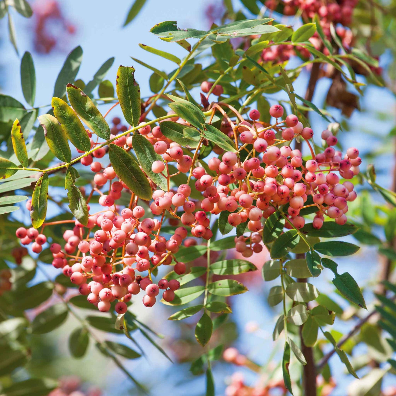 Vilmorin's Rowan Tree (sorbus Vilmorinii) | 1 x Bare Root