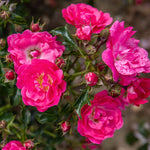 Flower Carpet Pink Supreme Groundcover Rose | 1 x Bare Root | Pink