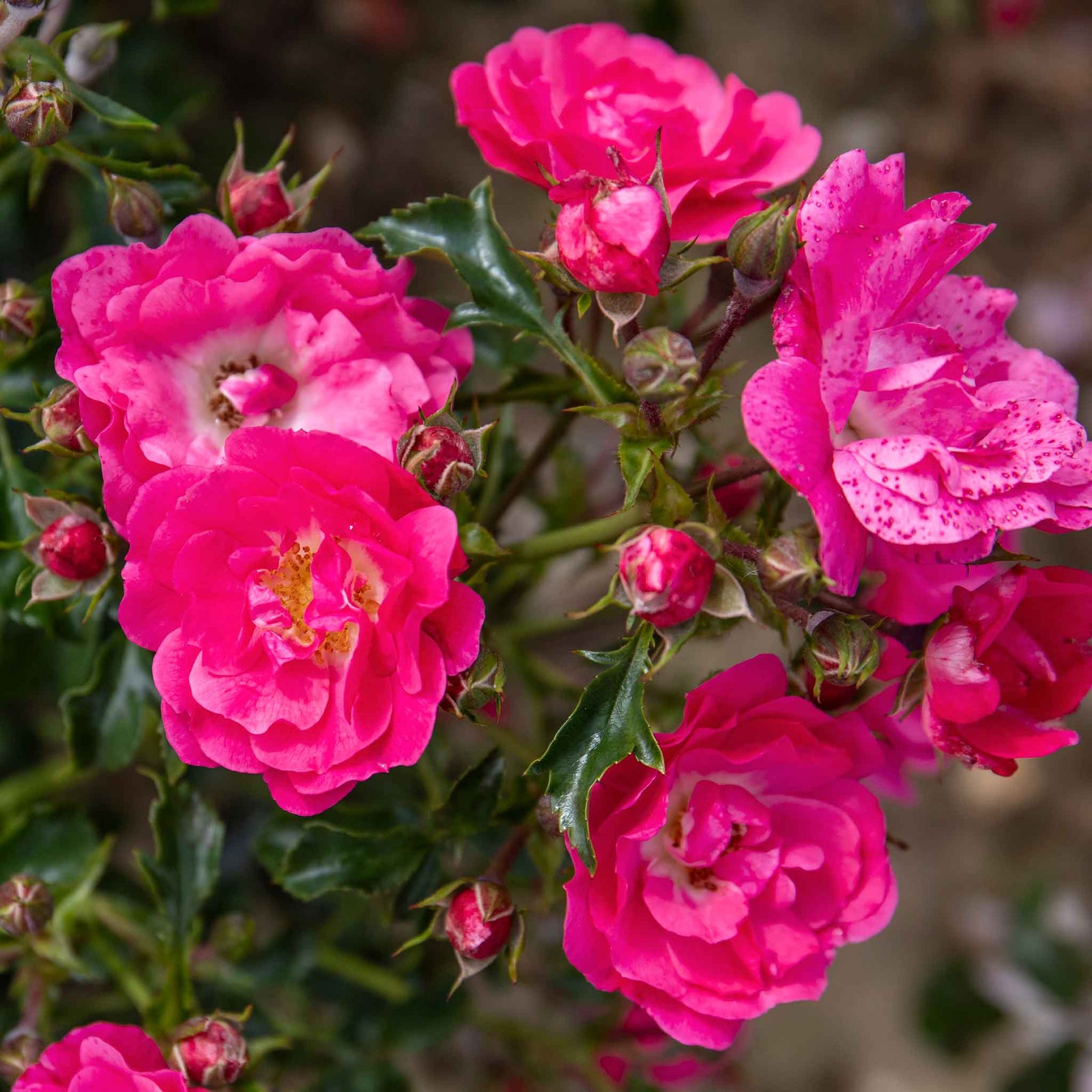 Flower Carpet Pink Supreme Groundcover Rose | 1 x Bare Root | Pink